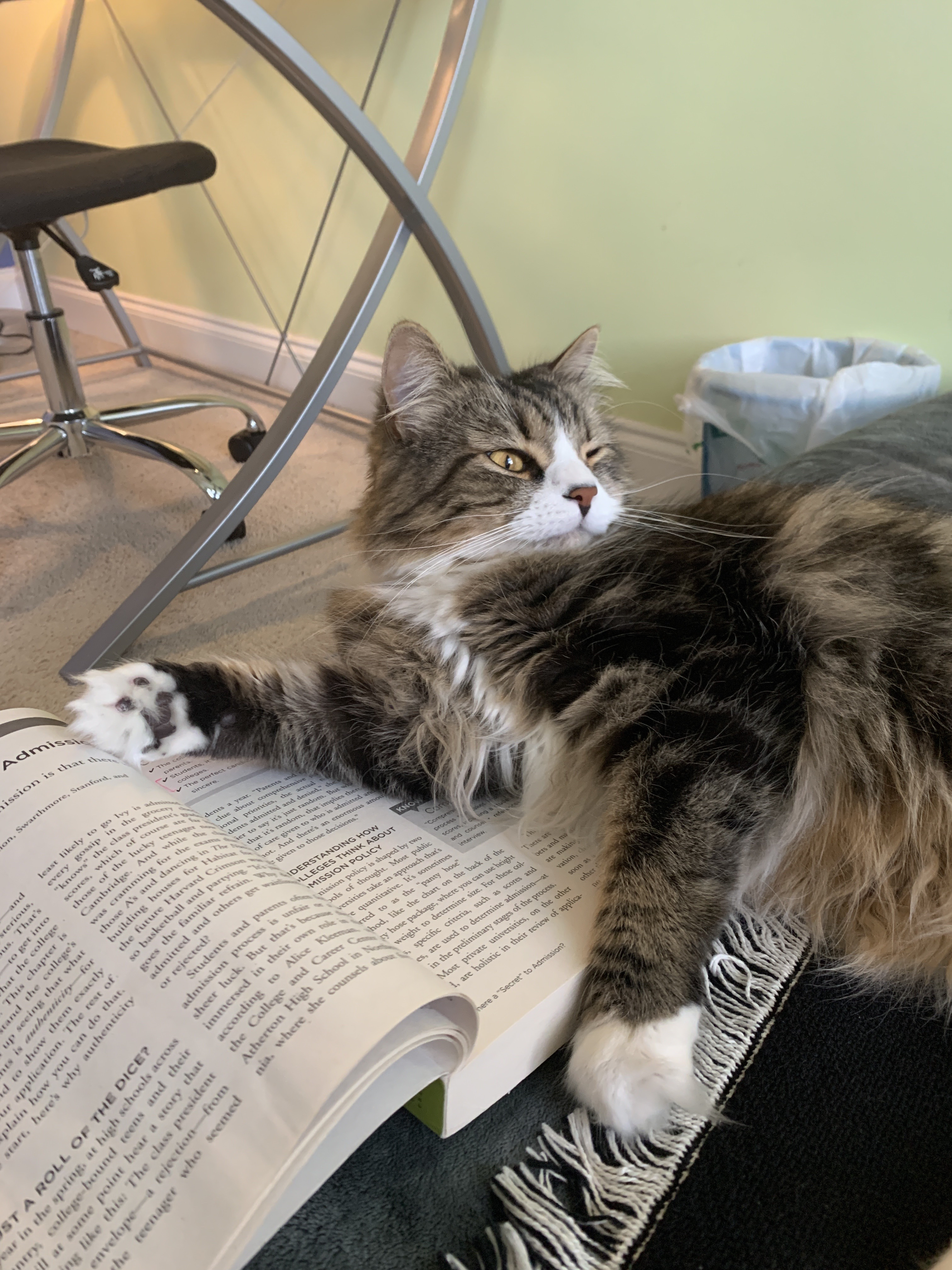 Charlie lounging on a book, 2020. Used my reading list post.
